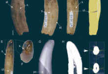 The right lower canine of a large proborhyaenid sparassodont from the Tremembé Formation, Brazil. Scale bars - 5 mm in (A-E) and 20 mm in (H). Image credit: Rangel et al., doi: 10.4072/rbp.2025.2.0534.
