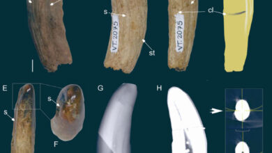 The right lower canine of a large proborhyaenid sparassodont from the Tremembé Formation, Brazil. Scale bars - 5 mm in (A-E) and 20 mm in (H). Image credit: Rangel et al., doi: 10.4072/rbp.2025.2.0534.
