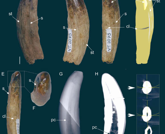 The right lower canine of a large proborhyaenid sparassodont from the Tremembé Formation, Brazil. Scale bars - 5 mm in (A-E) and 20 mm in (H). Image credit: Rangel et al., doi: 10.4072/rbp.2025.2.0534.