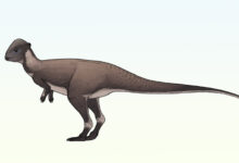 New Species of Dome-Headed Dinosaur Identified in Montana
