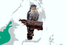 New Species of Hawk-Cuckoo Discovered in Borneo