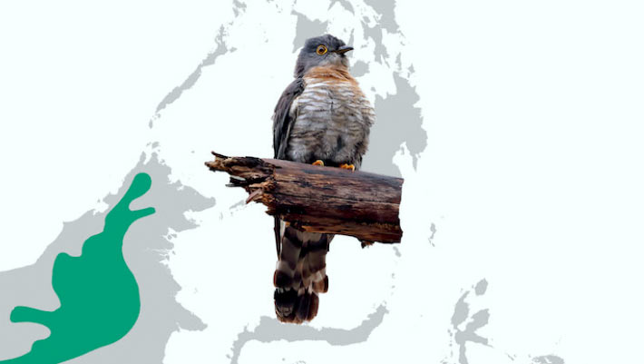 New Species of Hawk-Cuckoo Discovered in Borneo