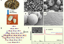 Thornton et al. investigated the solid urine of more than 20 reptile species. Image credit: Thornton et al., doi: 10.1021/jacs.5c10139.