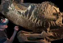 Nova pesquisa revela que dinossauros tinham cascos