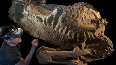Nova pesquisa revela que dinossauros tinham cascos
