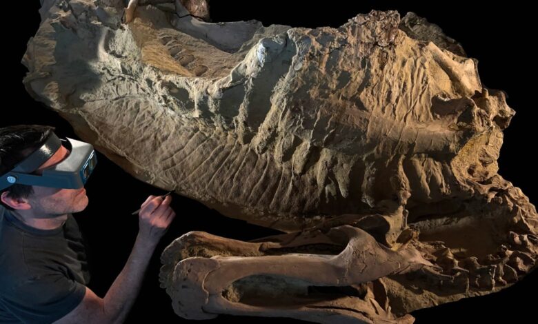 Nova pesquisa revela que dinossauros tinham cascos
