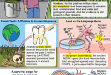 Lead exposure to humans in modern times versus our ancestors. Image credit: J. Gregory / Mount Sinai Health System.