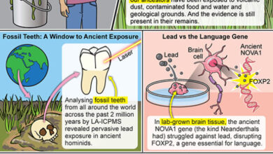 Lead exposure to humans in modern times versus our ancestors. Image credit: J. Gregory / Mount Sinai Health System.