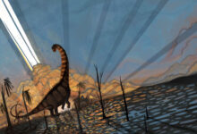 Flynn et al. analyzed Alamosaurus fossils found in northwestern New Mexico and discovered these dinosaurs were very different but the same age as dinosaurs found further north in Wyoming and Montana. Image credit: Natalia Jagielska.