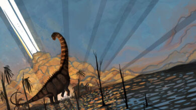 Flynn et al. analyzed Alamosaurus fossils found in northwestern New Mexico and discovered these dinosaurs were very different but the same age as dinosaurs found further north in Wyoming and Montana. Image credit: Natalia Jagielska.