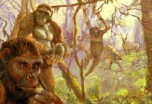 Humans Evolved from African Ape-Like Ancestor, Research Suggests
