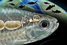 An artist’s reconstruction of the Weberian apparatus in Acronichthys maccognoi; the Weberian structure (gold-colored bones at center) arose from a rib (shown in gray attached to several back bones in the spine) and connect the fish’s air bladder (left) with the inner ear (right). Image credit: Ken Naganawa, University of California, Berkeley.