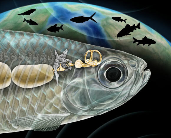 An artist’s reconstruction of the Weberian apparatus in Acronichthys maccognoi; the Weberian structure (gold-colored bones at center) arose from a rib (shown in gray attached to several back bones in the spine) and connect the fish’s air bladder (left) with the inner ear (right). Image credit: Ken Naganawa, University of California, Berkeley.