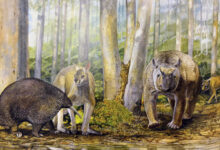 Megafaunal animals from Mammoth Cave about 50,000 years ago: the giant long-beaked echidna Murrayglossus hacketti, the giant kangaroo Procoptodon browneorum, the giant diprotodontid Zygomaturus trilobus, and the thylacine (Thylacinus cynocephalus). Image credit: Peter Schouten.