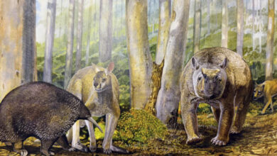 Megafaunal animals from Mammoth Cave about 50,000 years ago: the giant long-beaked echidna Murrayglossus hacketti, the giant kangaroo Procoptodon browneorum, the giant diprotodontid Zygomaturus trilobus, and the thylacine (Thylacinus cynocephalus). Image credit: Peter Schouten.