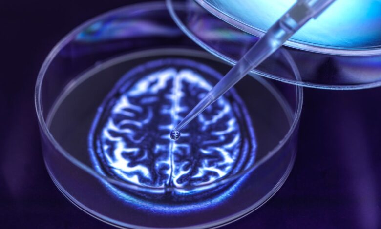 Pesquisa revela dúvidas sobre uso de minibrains conscientes
