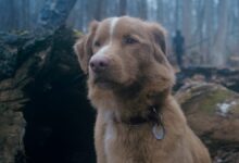Good Boy traz nova experiência para amantes de games