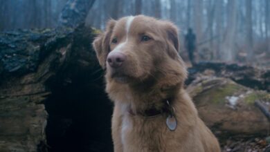 Good Boy traz nova experiência para amantes de games