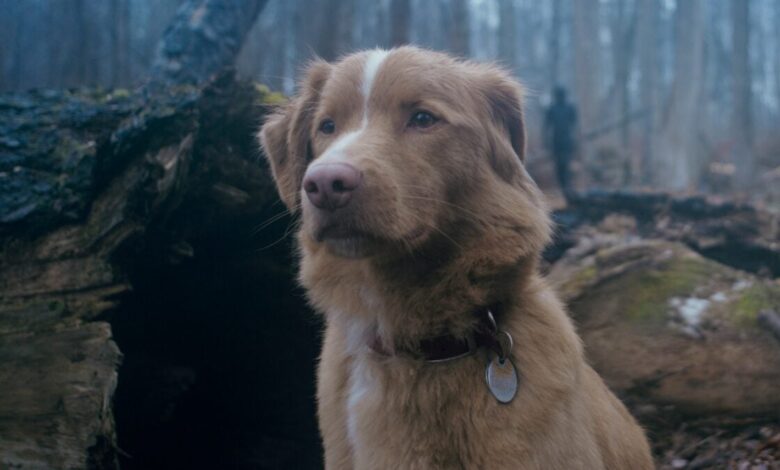 Good Boy traz nova experiência para amantes de games