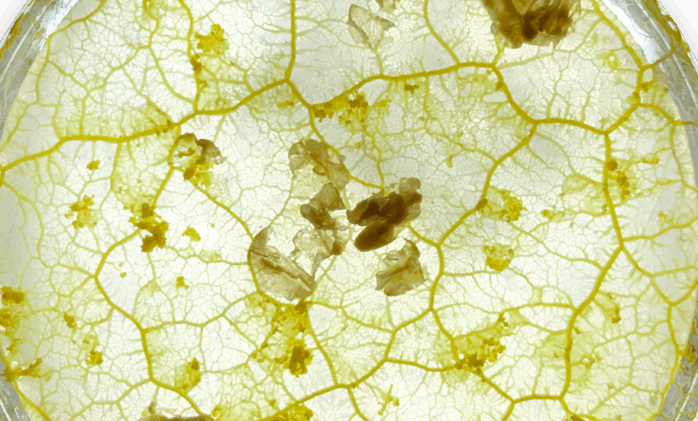 Slime mold pode inspirar biomanufatura de cidades melhores