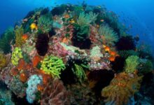 Pesquisa revela resiliência do Coral Triangle ao clima