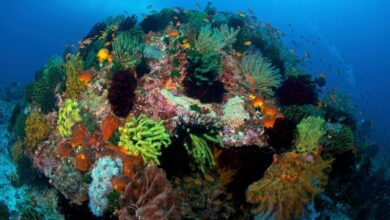 Pesquisa revela resiliência do Coral Triangle ao clima