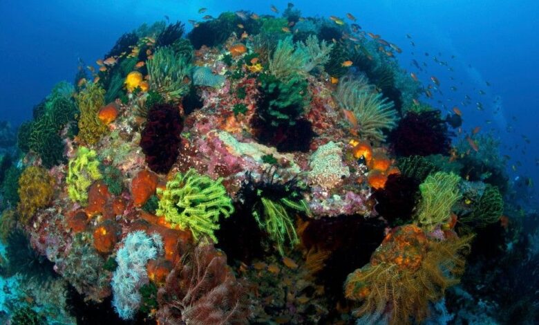Pesquisa revela resiliência do Coral Triangle ao clima