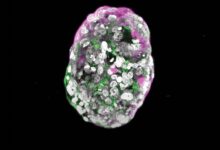 Cientistas criam embriões sintéticos com células-tronco