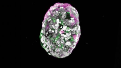 Cientistas criam embriões sintéticos com células-tronco