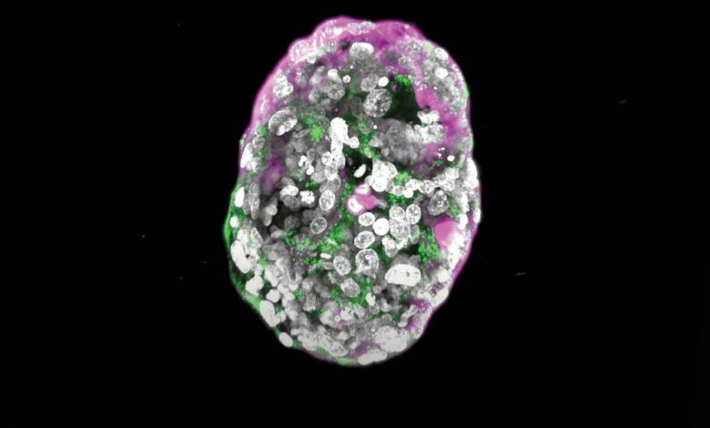 Cientistas criam embriões sintéticos com células-tronco