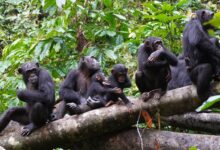 Jane Goodall transforma pesquisa animal e traz novos debates