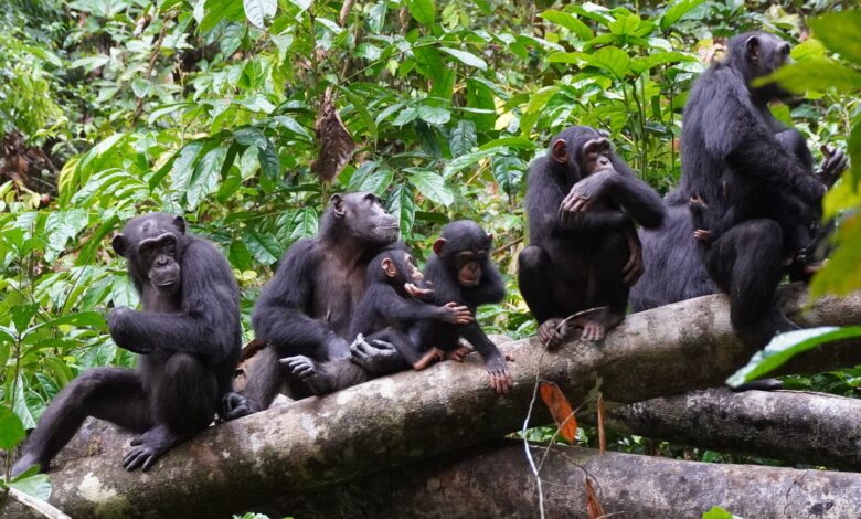 Jane Goodall transforma pesquisa animal e traz novos debates