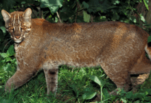 Pesquisa revela hábito único do Asian golden cat