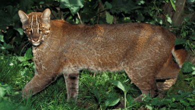 Pesquisa revela hábito único do Asian golden cat