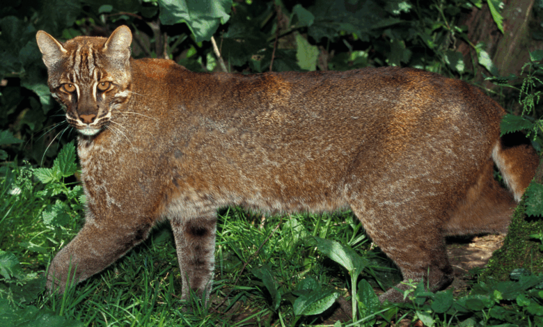 Pesquisa revela hábito único do Asian golden cat