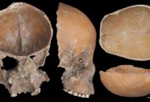 Pesquisa revela uso de ossos como artefatos há 5.000 anos