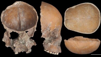 Pesquisa revela uso de ossos como artefatos há 5.000 anos