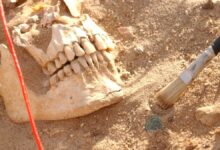 Estudo de DNA identifica causa real de mortes de exército de Napoleão