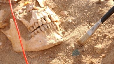 Estudo de DNA identifica causa real de mortes de exército de Napoleão