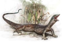 Descoberta revela criatura de 160 milhões híbrida na Escócia