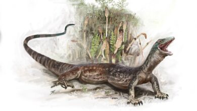 Descoberta revela criatura de 160 milhões híbrida na Escócia