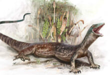 New Jurassic Lizard Species Has Confusing Set of Features Seen in Snakes and Geckos