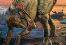 Two New Specimens of Edmontosaurus annectens Preserve Fine Details of Scales and Hooves
