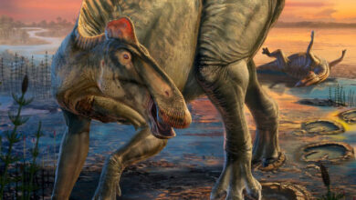 Two New Specimens of Edmontosaurus annectens Preserve Fine Details of Scales and Hooves