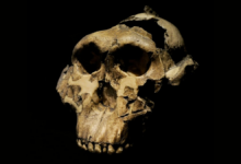 Nova pesquisa revela ancestral humano com força similar à gorila