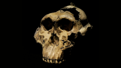 Nova pesquisa revela ancestral humano com força similar à gorila