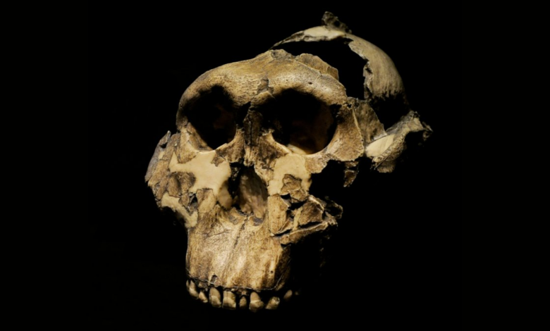 Nova pesquisa revela ancestral humano com força similar à gorila
