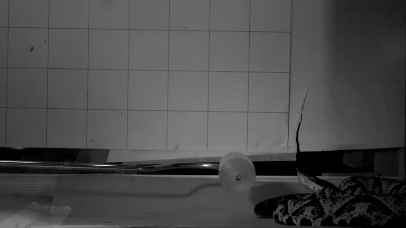 Estudo registra ataque de serpente em vídeo de alta velocidade