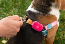 Life360 lança novo gadget GPS para monitorar pets