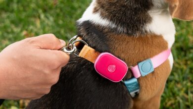Life360 lança novo gadget GPS para monitorar pets